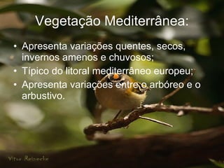 Vegetação Mediterrânea: Apresenta variações quentes, secos, invernos amenos e chuvosos; Típico do litoral mediterrâneo europeu; Apresenta variações entre o arbóreo e o arbustivo. 
