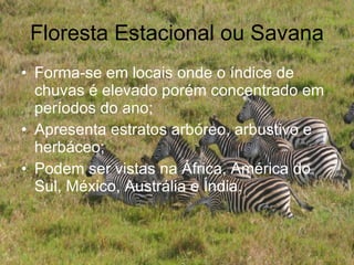 Floresta Estacional ou Savana Forma-se em locais onde o índice de chuvas é elevado porém concentrado em períodos do ano; Apresenta estratos arbóreo, arbustivo e herbáceo; Podem ser vistas na África, América do Sul, México, Austrália e Índia. 