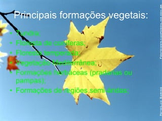 Principais formações vegetais: Tundra; Floresta de coníferas; Floresta temperada; Vegetação Mediterrânea; Formações herbáceas (pradarias ou pampas); Formações de regiões semi-áridas; 