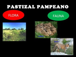 PASTIZAL PAMPEANO
FLORA FAUNA
Liebres
Zorro
 