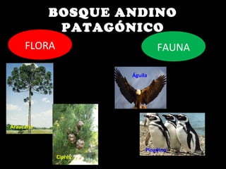 BOSQUE ANDINO
PATAGÓNICO
FLORA
Araucaria
Ciprés
FAUNA
Águila
Pingüino
 