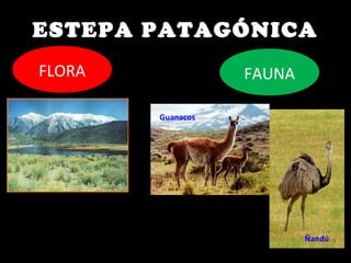 ESTEPA PATAGÓNICA
FLORA FAUNA
Guanacos
Ñandú
 