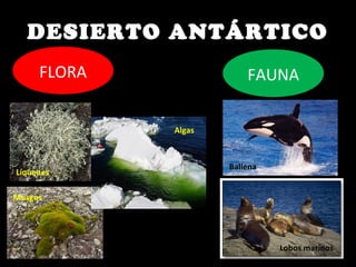 DESIERTO ANTÁRTICO
FLORA FAUNA
Líquenes
Musgos
Algas
Ballena
Lobos marinos
 