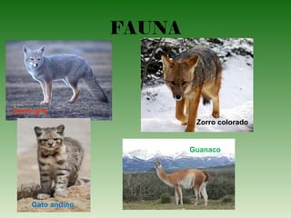 FAUNA
Zorro gris
Gato andino
Zorro colorado
Guanaco
 
