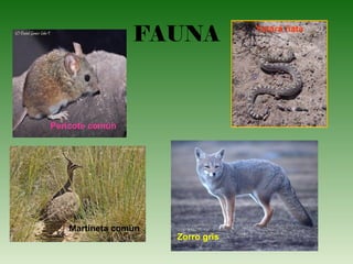 FAUNA
Pericote común
Yarará ñata
Zorro gris
Martineta común
 