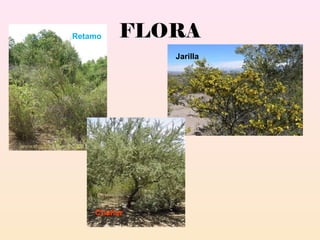 FLORA
Jarilla
Retamo
Chañar
 