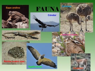 FAUNASapo andino
Cóndor
Lagartija
Ranita cuatro ojos
Águila mora
Choique
Liebre europea
Guanaco
 