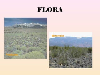 FLORA
Pastizales
Matorrales
 