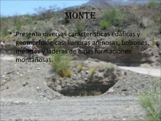 MONTE
• Presenta diversas características edáficas y
geomorfológicas: llanuras arenosas, bolsones,
mesetas y laderas de bajas formaciones
montañosas.
 