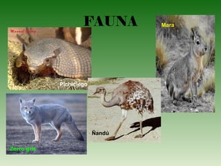 FAUNA
Pichiciego
Zorro gris
Mara
Ñandú
 