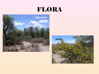 FLORA
Algarrobo
Jarilla
 