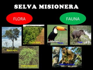SELVA MISIONERA
FLORA
Quebracho
Cedro misionero
Yerba mate
FAUNA
Tucán
Monos (caraya)
Tapir
 
