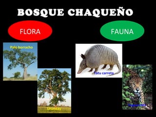 BOSQUE CHAQUEÑO
FLORA FAUNA
Palo borracho
Urunday
Tatu carreta
Yaguaretés
 