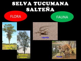 SELVA TUCUMANA
SALTEÑA
FLORA
Quebracho
blanco
FAUNA
Quebracho
colorado
Lagartija
Pumas
 