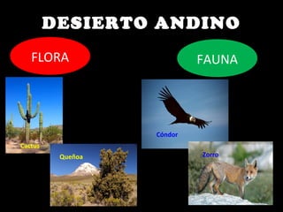 DESIERTO ANDINO
FLORA
Cactus
Queñoa
FAUNA
Cóndor
Zorro
 