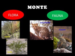 MONTE
FLORA
Chañar
Jarilla
FAUNA
Gato montés
Vizcacha
 