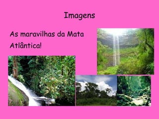 Imagens As maravilhas da Mata Atlântica!  