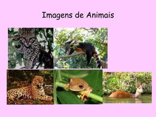 Imagens de Animais 