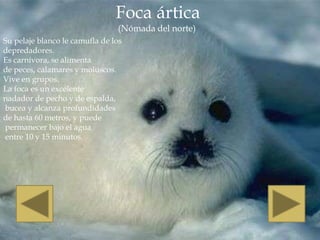 Foca ártica
                                (Nómada del norte)
Su pelaje blanco le camufla de los
depredadores.
Es carnívora, se alimenta
de peces, calamares y moluscos.
Vive en grupos.
La foca es un excelente
nadador de pecho y de espalda,
bucea y alcanza profundidades
de hasta 60 metros, y puede
permanecer bajo el agua
entre 10 y 15 minutos.
 