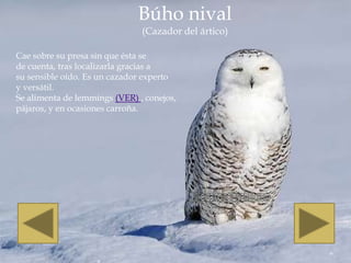 Búho nival
                               (Cazador del ártico)

Cae sobre su presa sin que ésta se
de cuenta, tras localizarla gracias a
su sensible oído. Es un cazador experto
y versátil.
Se alimenta de lemmings (VER) , conejos,
pájaros, y en ocasiones carroña.
 