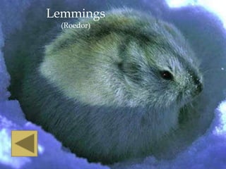 Lemmings
  (Roedor)
 
