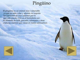 Pingüino
El pingüino es un animal muy vulnerable
 ya que no sabe volar y además no soporta
 las corrientes de mar calientes por lo
 que sólo puede vivir en el hemisferio sur.
Se alimenta de krill, pescado, calamares y otras
criaturas marinas que cazan en nados submarinos.
 