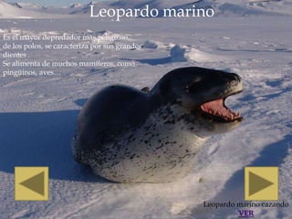 Leopardo marino
Es el mayor depredador mas peligroso
de los polos, se caracteriza por sus grandes
dientes .
Se alimenta de muchos mamíferos, como
pingüinos, aves…




                                               Leopardo marino cazando
                                                        VER
 