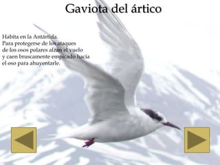 Gaviota del ártico

Habita en la Antártida.
Para protegerse de los ataques
de los osos polares alzan el vuelo
y caen bruscamente empicado hacia
el oso para ahuyentarle.
 