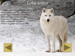 Lobo ártico
Los lobos árticos son generalmente
más pequeños que lobos grises. Su
pelaje blanco le permite camuflarse
en la nieve para cazar animales .
Se alimenta de liebres árticas,
toros almizcleros, caribúes y
ratones de campo principalmente.
 