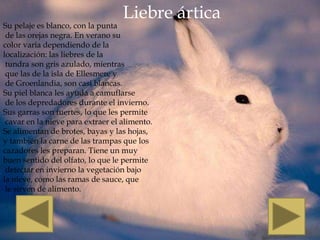 Liebre ártica
Su pelaje es blanco, con la punta
 de las orejas negra. En verano su
color varía dependiendo de la
localización: las liebres de la
 tundra son gris azulado, mientras
 que las de la isla de Ellesmere y
 de Groenlandia, son casi blancas.
Su piel blanca les ayuda a camuflarse
 de los depredadores durante el invierno.
Sus garras son fuertes, lo que les permite
 cavar en la nieve para extraer el alimento.
Se alimentan de brotes, bayas y las hojas,
y también la carne de las trampas que los
cazadores les preparan. Tiene un muy
buen sentido del olfato, lo que le permite
 detectar en invierno la vegetación bajo
la nieve, como las ramas de sauce, que
 le sirven de alimento.
 