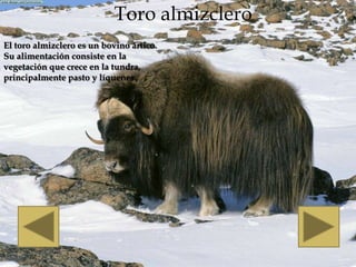 Toro almizclero
El toro almizclero es un bovino ártico.
Su alimentación consiste en la
vegetación que crece en la tundra,
principalmente pasto y líquenes.
 