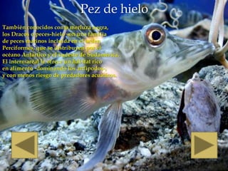 Pez de hielo
También conocidos como merluza negra,
los Dracos o peces-hielo son una familia
de peces marinos incluida en el orden
Perciformes, que se distribuyen por el
océano Antártico y el sudeste de Sudamérica.
El intermareal le ofrece un hábitat rico
en alimento -dominando los anfípodos-,
y con menos riesgo de predadores acuáticos.
 