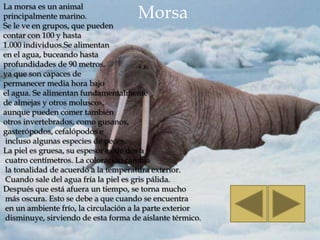 La morsa es un animal
principalmente marino.                Morsa
Se le ve en grupos, que pueden
contar con 100 y hasta
1.000 individuos.Se alimentan
en el agua, buceando hasta
profundidades de 90 metros,
ya que son capaces de
permanecer media hora bajo
el agua. Se alimentan fundamentalmente
de almejas y otros moluscos,
aunque pueden comer también
otros invertebrados, como gusanos,
gasterópodos, cefalópodos e
 incluso algunas especies de peces.
La piel es gruesa, su espesor es de dos a
 cuatro centímetros. La coloración cambia
 la tonalidad de acuerdo a la temperatura exterior.
 Cuando sale del agua fría la piel es gris pálida.
Después que está afuera un tiempo, se torna mucho
 más oscura. Esto se debe a que cuando se encuentra
 en un ambiente frío, la circulación a la parte exterior
 disminuye, sirviendo de esta forma de aislante térmico.
 