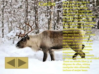 El pelaje de los renos es
Caribú   más espeso que el de
         cualquier otro cérvido;
          los pelos son larguísimos,
          tupidos, ondulados, duros
          y frágiles; en la parte anterior
         del cuello forman una crin
         que, algunas veces, desciende
          hasta el pecho. En invierno,
          estos pelos alcanzan una
         longitud de 6 cm. y, como
          son muy lisos, todo el pelaje
          resulta de una longitud
         uniforme, de un promedio
         de 4 cm. de espesor, lo que
         explica que el reno pueda
         afrontar sin contratiempos
         temperaturas bajísimas.
         Se alimenta con preferencia
         de líquenes, tanto en cautividad
          como en estado libre y, si
         dispone de ellos, rehúsa
         cualquier otro alimento,
         incluso el mejor heno.
 