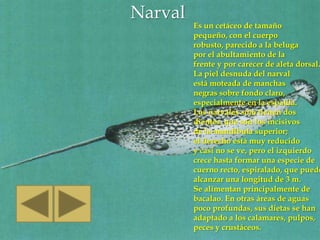 Narval
         Es un cetáceo de tamaño
         pequeño, con el cuerpo
         robusto, parecido a la beluga
         por el abultamiento de la
         frente y por carecer de aleta dorsal.
         La piel desnuda del narval
         está moteada de manchas
         negras sobre fondo claro,
         especialmente en la espalda.
         Los narvales sólo tienen dos
         dientes, que son los incisivos
         de la mandíbula superior;
         el derecho está muy reducido
         y casi no se ve, pero el izquierdo
         crece hasta formar una especie de
         cuerno recto, espiralado, que puede
         alcanzar una longitud de 3 m.
         Se alimentan principalmente de
         bacalao. En otras áreas de aguas
         poco profundas, sus dietas se han
         adaptado a los calamares, pulpos,
         peces y crustáceos.
 
