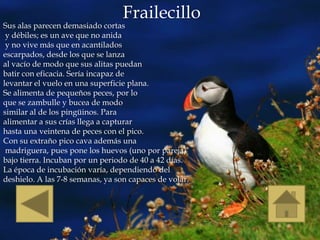 Frailecillo
Sus alas parecen demasiado cortas
 y débiles; es un ave que no anida
 y no vive más que en acantilados
escarpados, desde los que se lanza
al vacío de modo que sus alitas puedan
batir con eficacia. Sería incapaz de
levantar el vuelo en una superficie plana.
Se alimenta de pequeños peces, por lo
que se zambulle y bucea de modo
similar al de los pingüinos. Para
alimentar a sus crías llega a capturar
hasta una veintena de peces con el pico.
Con su extraño pico cava además una
 madriguera, pues pone los huevos (uno por pareja)
bajo tierra. Incuban por un periodo de 40 a 42 días.
La época de incubación varía, dependiendo del
deshielo. A las 7-8 semanas, ya son capaces de volar.
 