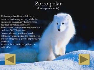 Zorro polar
                                  (Un superviviente)


El denso pelaje blanco del zorro
crece en invierno y es muy aislante.
Sus orejas pequeñas y hocico corto
reducen la pérdida de calor.
Son capaces de soportar temperaturas
de hasta 50 ºC bajo cero.
Son carnívoros, se alimentan de
ratones , y otros pequeños mamíferos,
Pescan cangrejos y peces, captura aves
marinas …
Ahora mismo están en peligro de
extinción.
 