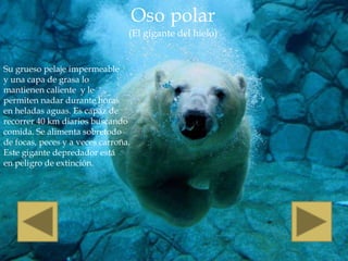 Oso polar
                                 (El gigante del hielo)


Su grueso pelaje impermeable
y una capa de grasa lo
mantienen caliente y le
permiten nadar durante horas
en heladas aguas. Es capaz de
recorrer 40 km diarios buscando
comida. Se alimenta sobretodo
de focas, peces y a veces carroña.
Este gigante depredador está
en peligro de extinción.
 
