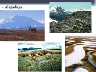 • Alagadiças
 
