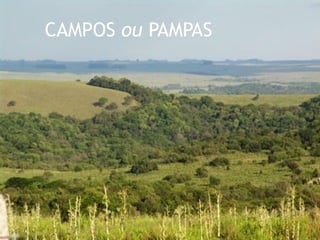CAMPOS ou PAMPAS
 
