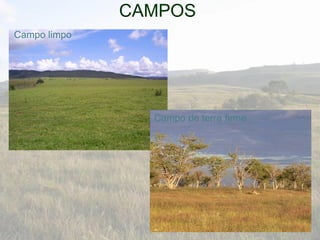 CAMPOS
Campo limpo
Campo de terra firme
 