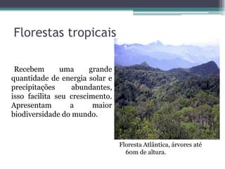 Florestas tropicais
Recebem uma grande
quantidade de energia solar e
precipitações abundantes,
isso facilita seu crescimento.
Apresentam a maior
biodiversidade do mundo.
Floresta Atlântica, árvores até
60m de altura.
 