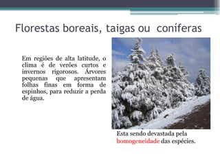 Florestas boreais, taigas ou coníferas
Em regiões de alta latitude, o
clima é de verões curtos e
invernos rigorosos. Árvores
pequenas que apresentam
folhas finas em forma de
espinhos, para reduzir a perda
de água.
Esta sendo devastada pela
homogeneidade das espécies.
 