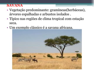 SAVANA
• Vegetação predominante: gramíneas(herbáceas),
árvores espalhadas e arbustos isolados .
• Típico nas regiões de clima tropical com estação
seca.
• Um exemplo clássico é a savana africana.
 