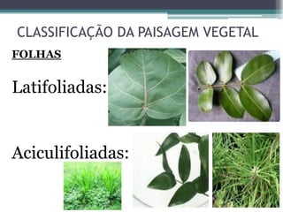 CLASSIFICAÇÃO DA PAISAGEM VEGETAL
FOLHAS
Latifoliadas:
Aciculifoliadas:
 