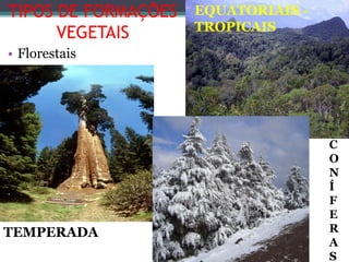 TIPOS DE FORMAÇÕES
VEGETAIS
• Florestais
TEMPERADA
C
O
N
Í
F
E
R
A
S
EQUATORIAIS -
TROPICAIS
 
