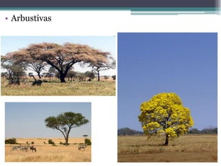 • Arbustivas
 