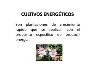 CULTIVOS ENERGÉTICOS
Son plantaciones de crecimiento
rápido que se realizan con el
propósito especifico de producir
energía .
 