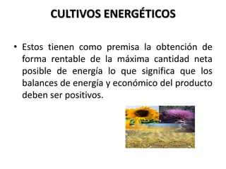 CULTIVOS ENERGÉTICOS

• Estos tienen como premisa la obtención de
  forma rentable de la máxima cantidad neta
  posible de energía lo que significa que los
  balances de energía y económico del producto
  deben ser positivos.
 