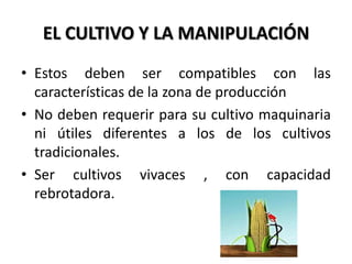 EL CULTIVO Y LA MANIPULACIÓN
• Estos deben ser compatibles con las
  características de la zona de producción
• No deben requerir para su cultivo maquinaria
  ni útiles diferentes a los de los cultivos
  tradicionales.
• Ser cultivos vivaces , con capacidad
  rebrotadora.
 